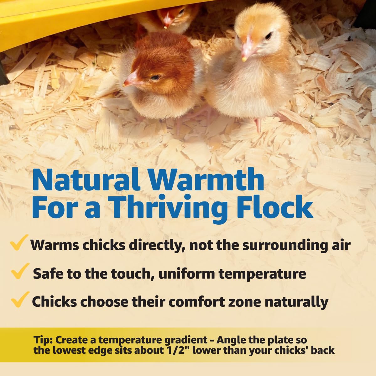 Brinsea Ecoglow adjustable legs raise the plate for growing chicks.