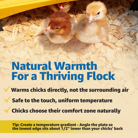 Brinsea Ecoglow adjustable legs raise the plate for growing chicks.