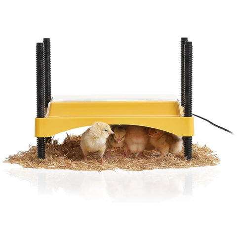 Brinsea Ecoglow Safety 600 brooder plate with chicks provides gentle warmth.