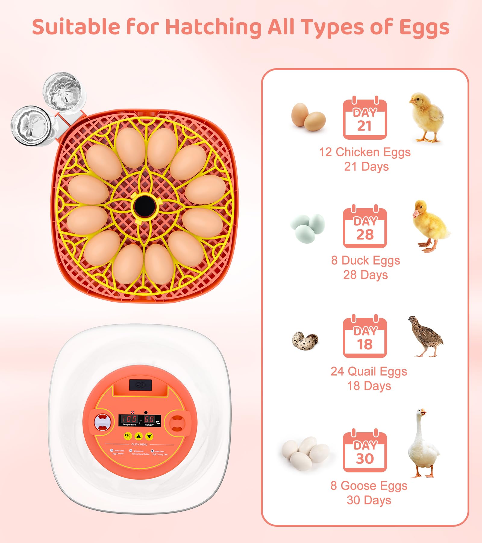 Brnvl multi-egg capacity accommodates quail, chicken, or duck eggs for varied projects