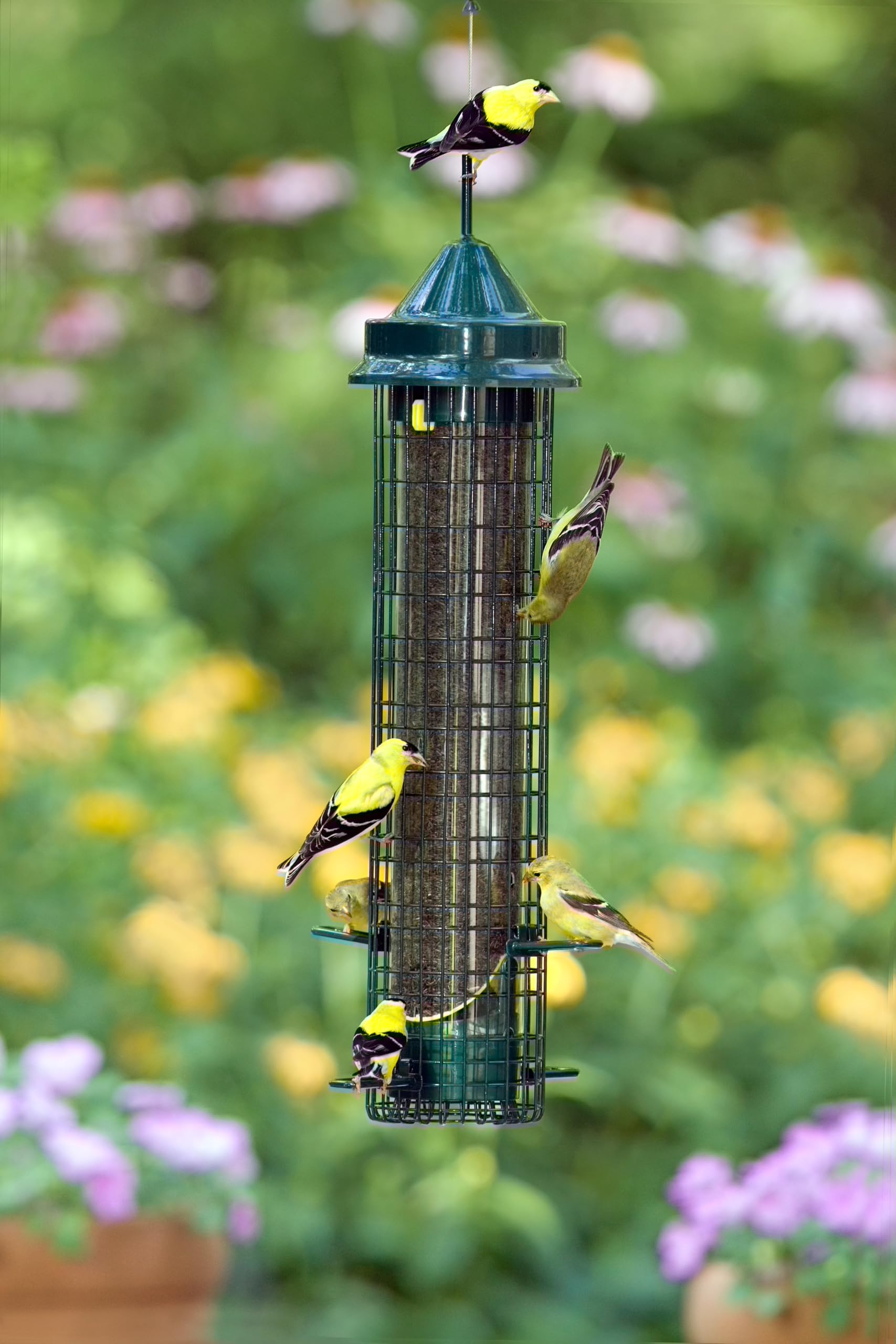 Brome 32-inch tall feeder increases visibility and seed capacity for birds.