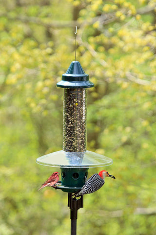 Mid-ring stainless steel deters squirrels while keeping Brome feeder steady