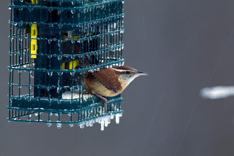 Brome Squirrel Buster attracts woodpeckers and nuthatches in yards