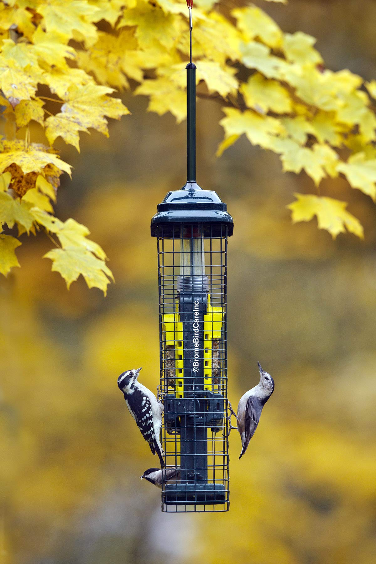 Brome Squirrel Buster detachable component system for easy cleaning