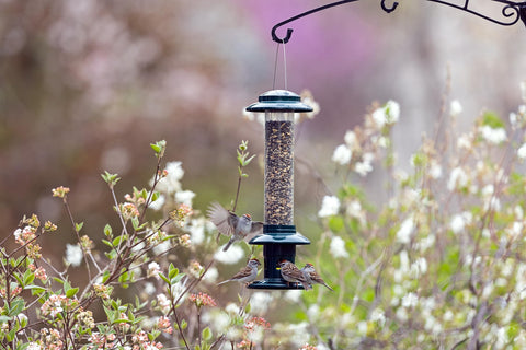 Brome Squirrel Buster Evolution tool-free design for easy cleaning.