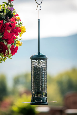 Brome Squirrel Buster Mini in use with diverse birds at feeder.