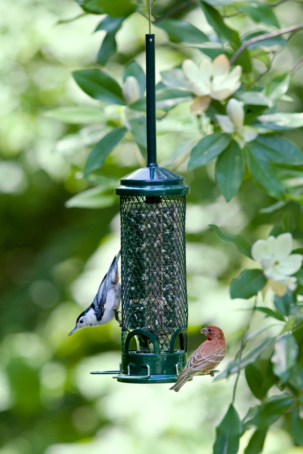 Brome Squirrel Buster Mini 1 lb seed capacity keeps birds fed longer.