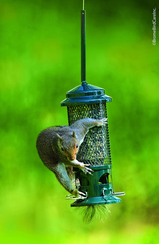 Brome Squirrel Buster Standard hanging option with attached hanger for easy setup.
