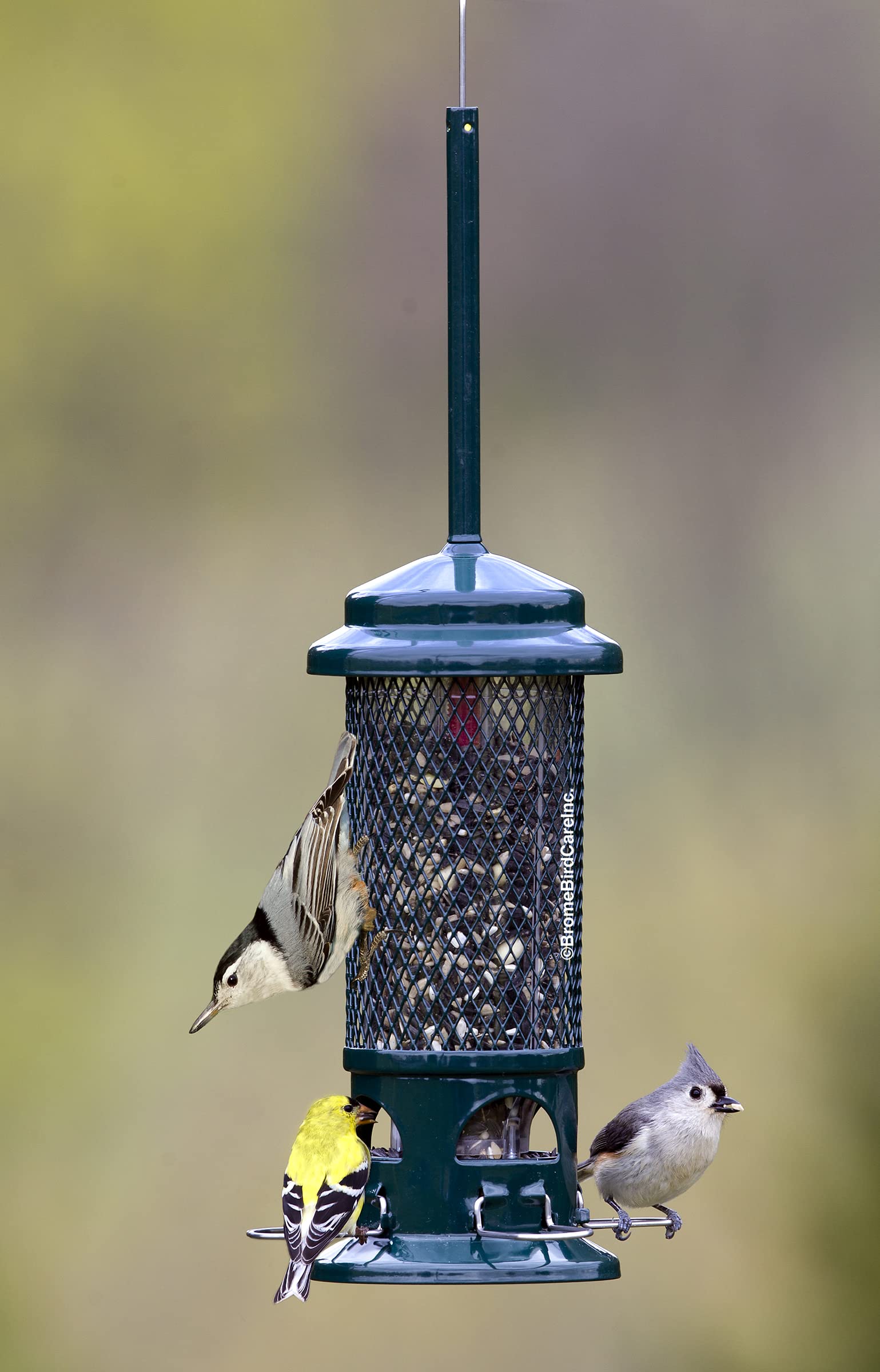 Brome Squirrel Buster Standard weight-activated perches in action, deterring heavy animals.