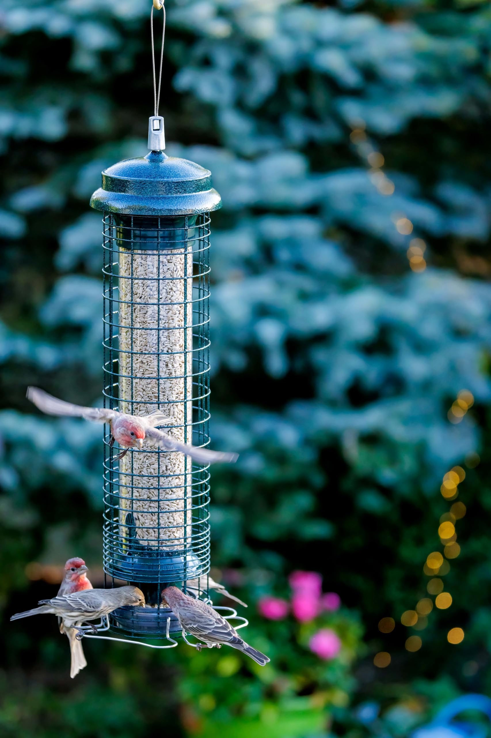 Backyard setup with perches and shroud accommodates small birds and clingers alike.