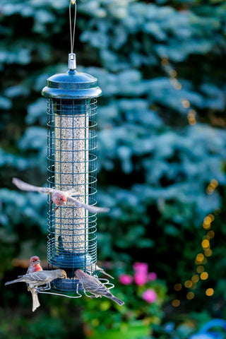 Backyard setup with perches and shroud accommodates small birds and clingers alike.