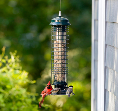 Brome Squirrel Solution 150 chew-proof components endure nibbling.