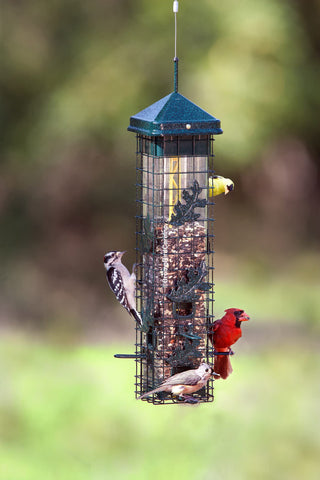 Brome Squirrel Solution200 versatile design for perching and cling birds