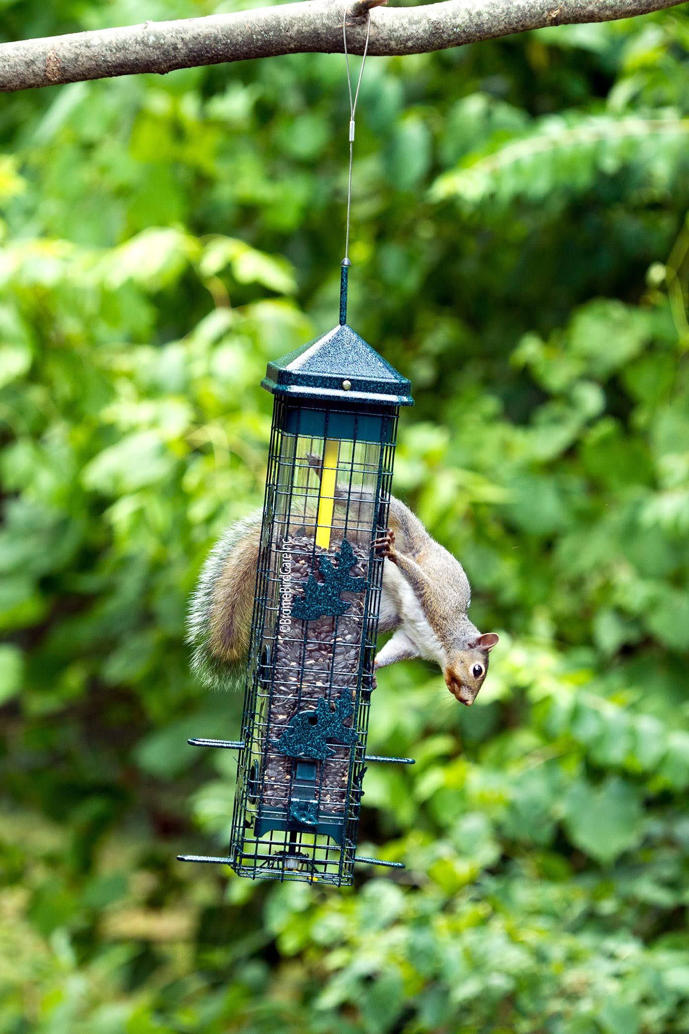 Brome Squirrel Solution200 UV-resistant components for outdoor longevity