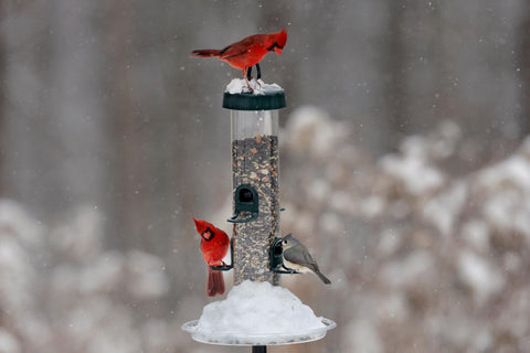 Brome Tube 200 on pole-mount with secure placement for birds.