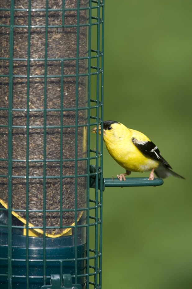 Brome Weight-activated shroud deters squirrels while safeguarding legitimate visitors.