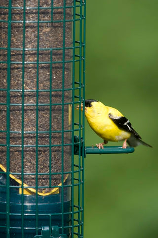 Brome Weight-activated shroud deters squirrels while safeguarding legitimate visitors.