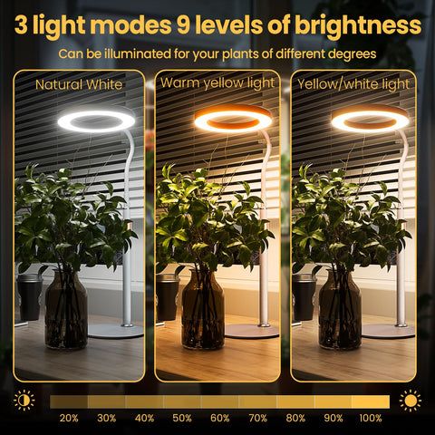 The bseah grow light indoor plants setup suits desk gardens.