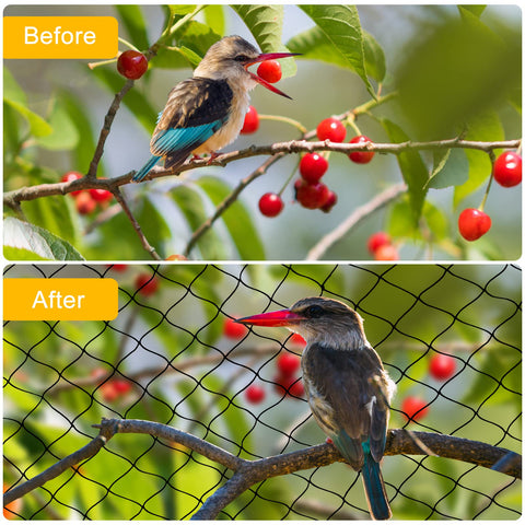 BSTPCOO Fruit-tree Netting keeps birds away from harvests while easy to install.
