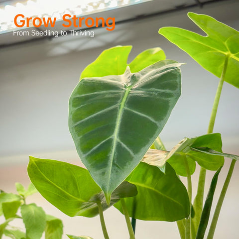 Bstrip greenhouse timer automates light cycles for consistent care.