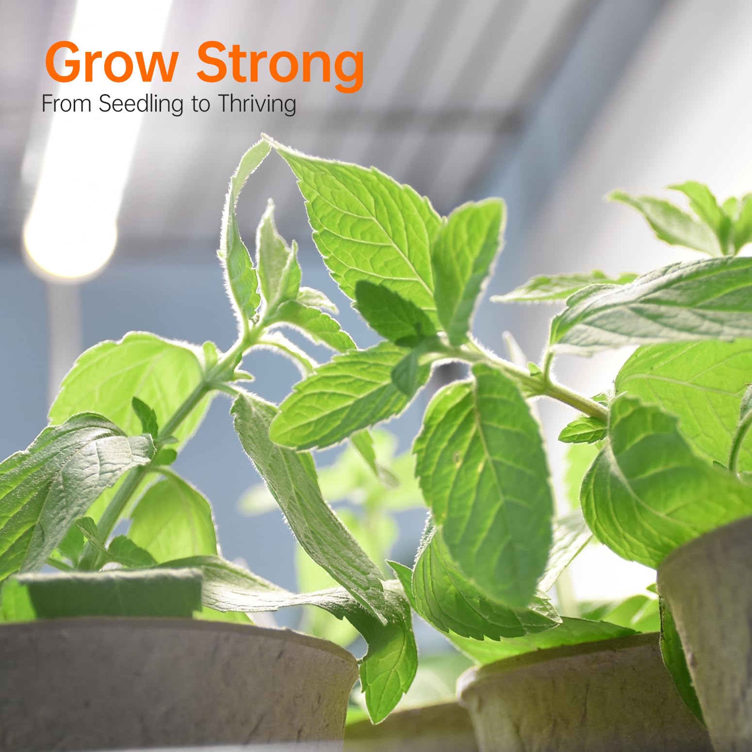 Bstrip grow lights with timer for automated schedules