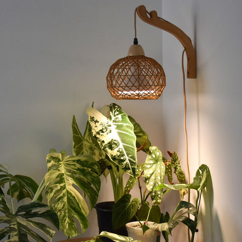 Bstrip hanging grow light with boho rattan lantern provides soft, diffuse light for indoor plants.