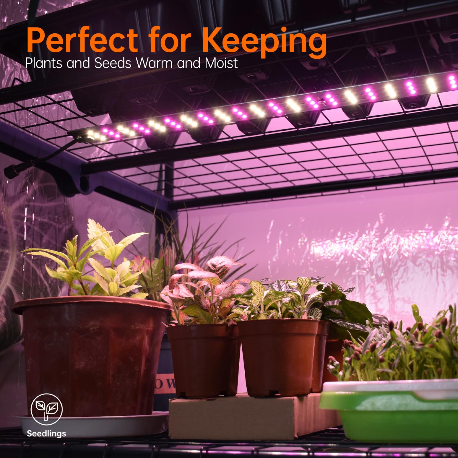 Bstrip indoor greenhouse shelves arranged for trays