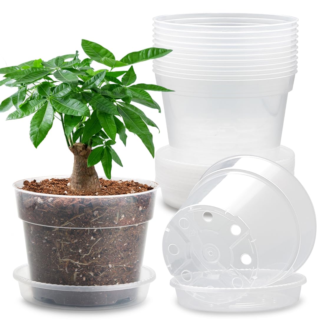 BTPLASTIK 12-pack 7-inch clear nursery pot with saucer shows root visibility and drainage