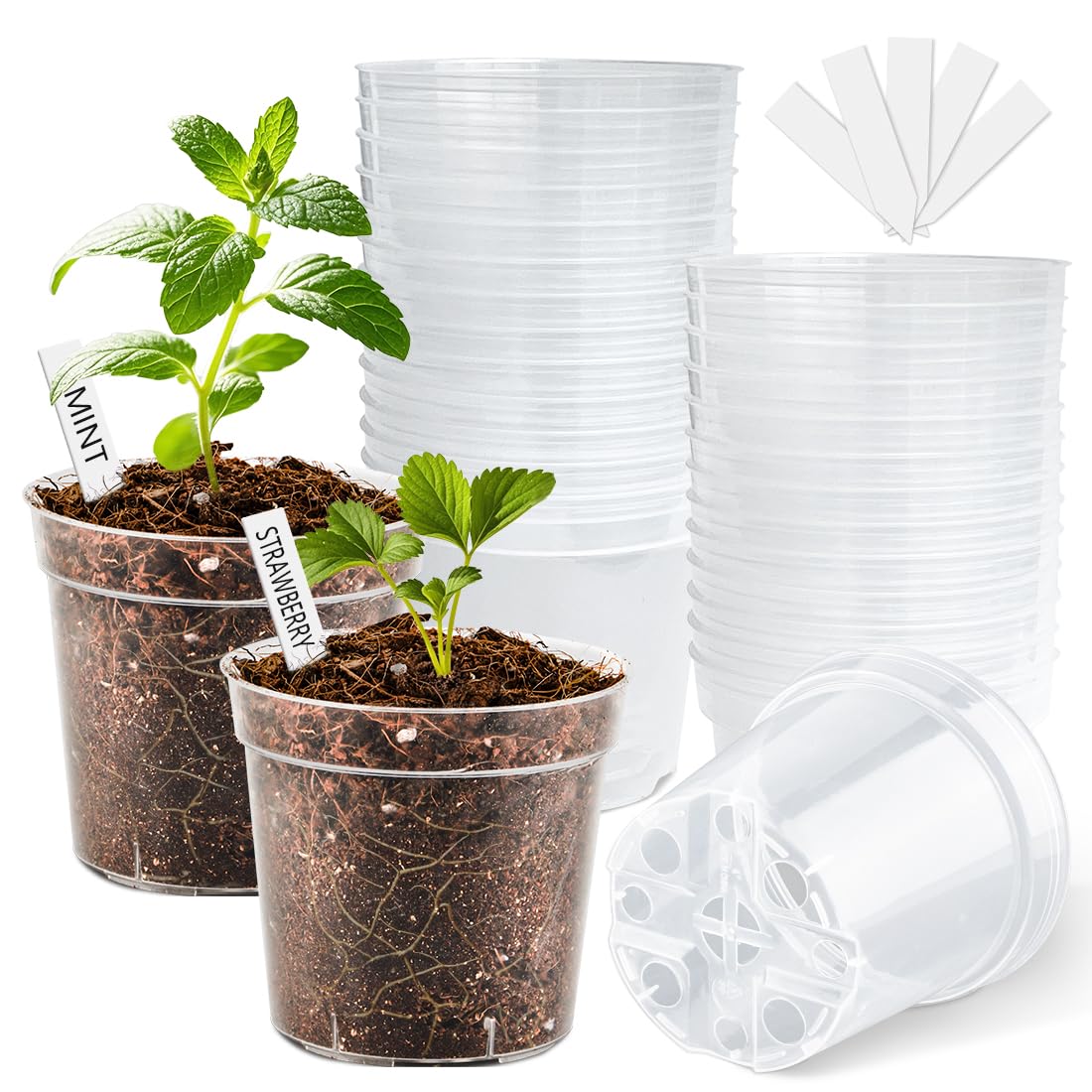 BTPLASTIK 4-inch clear nursery pot, front view showing clarity for root growth.