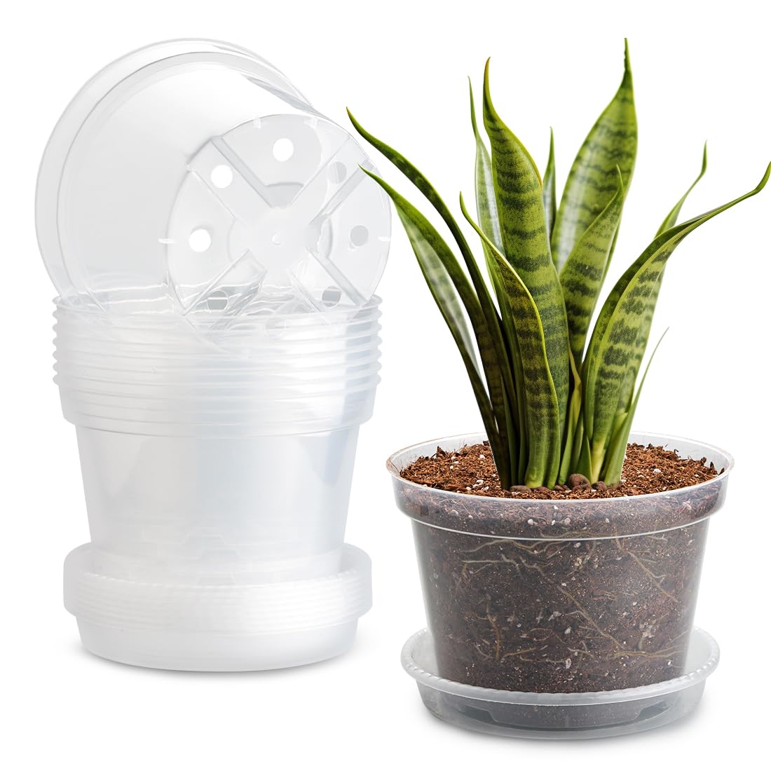 BTPLASTIK 8-inch clear pot front view shows root visibility for precise watering