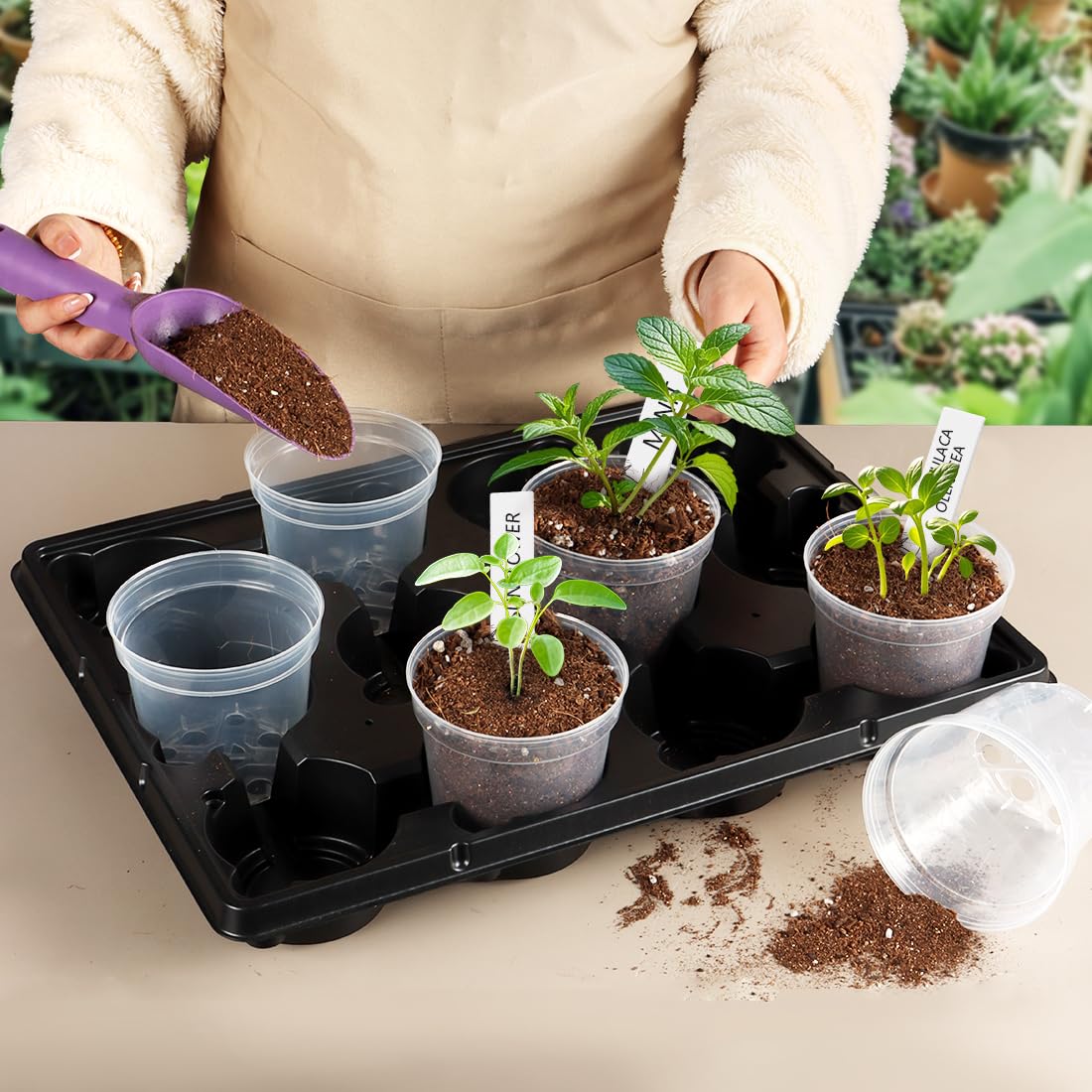 BTPLASTIK clear pot ideal for succulents and small plants.