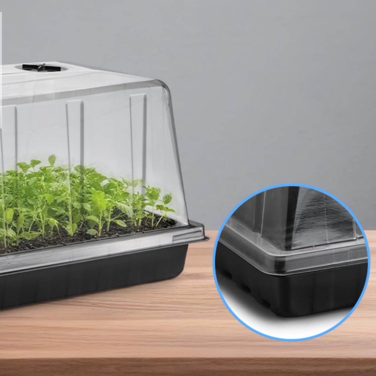 BTPLASTIK garden-ready seedling dome helps minimize transplant shock