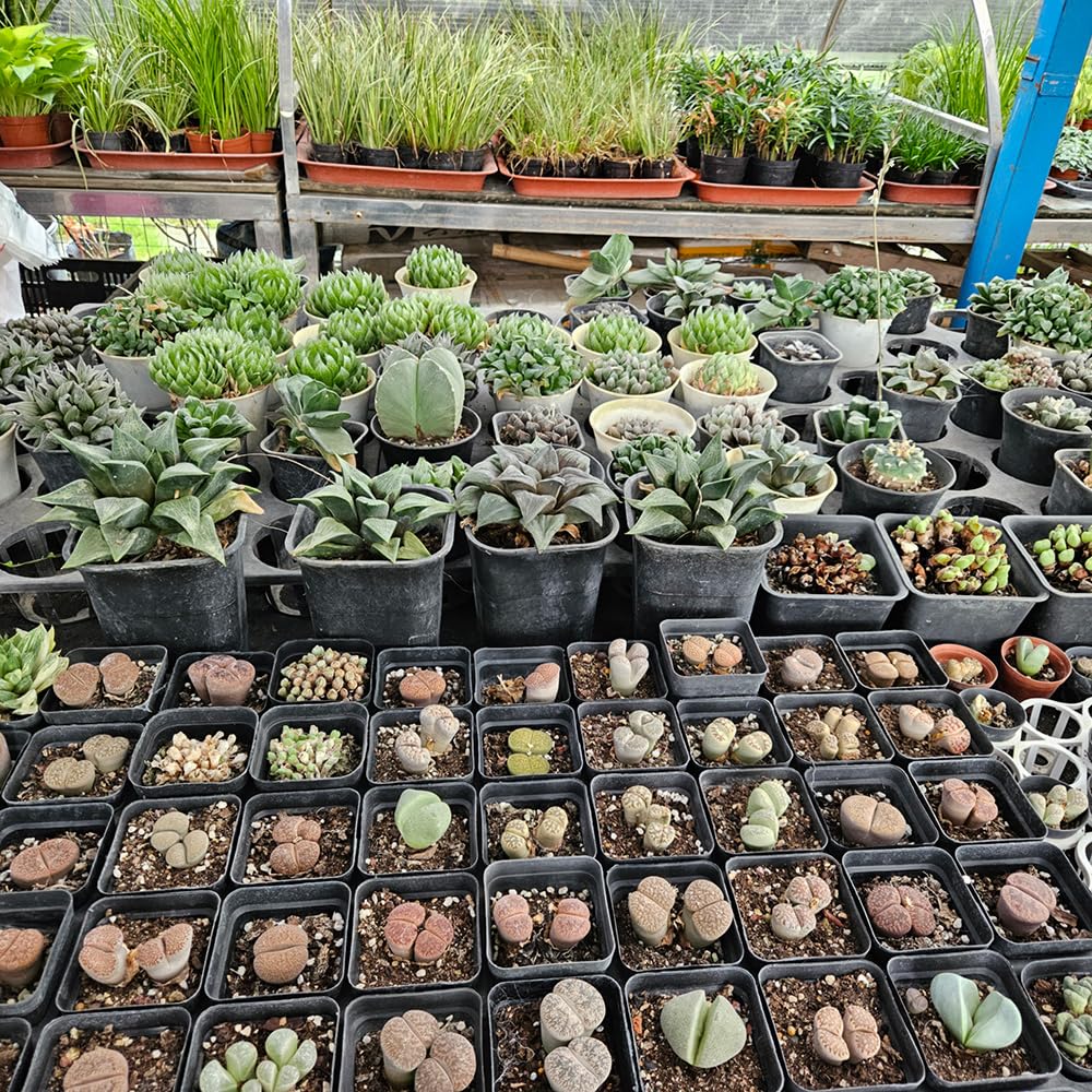 BTPLASTIK nursery pot square design ideal for compact seedling organization.