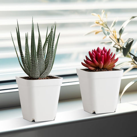 BTPLASTIK succulent propagation pot with drainage for healthy root development.