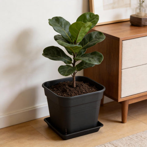 BTPLASTIK 8'' planter with drain tray keeps surfaces clean.