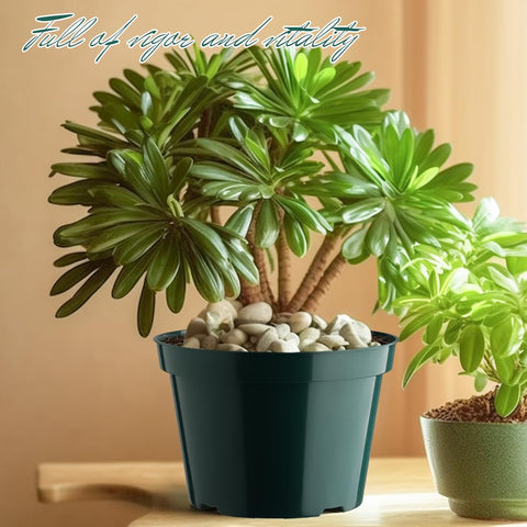 BTPLASTIK pots for herbs, vegetables, and flowers with ample root space.