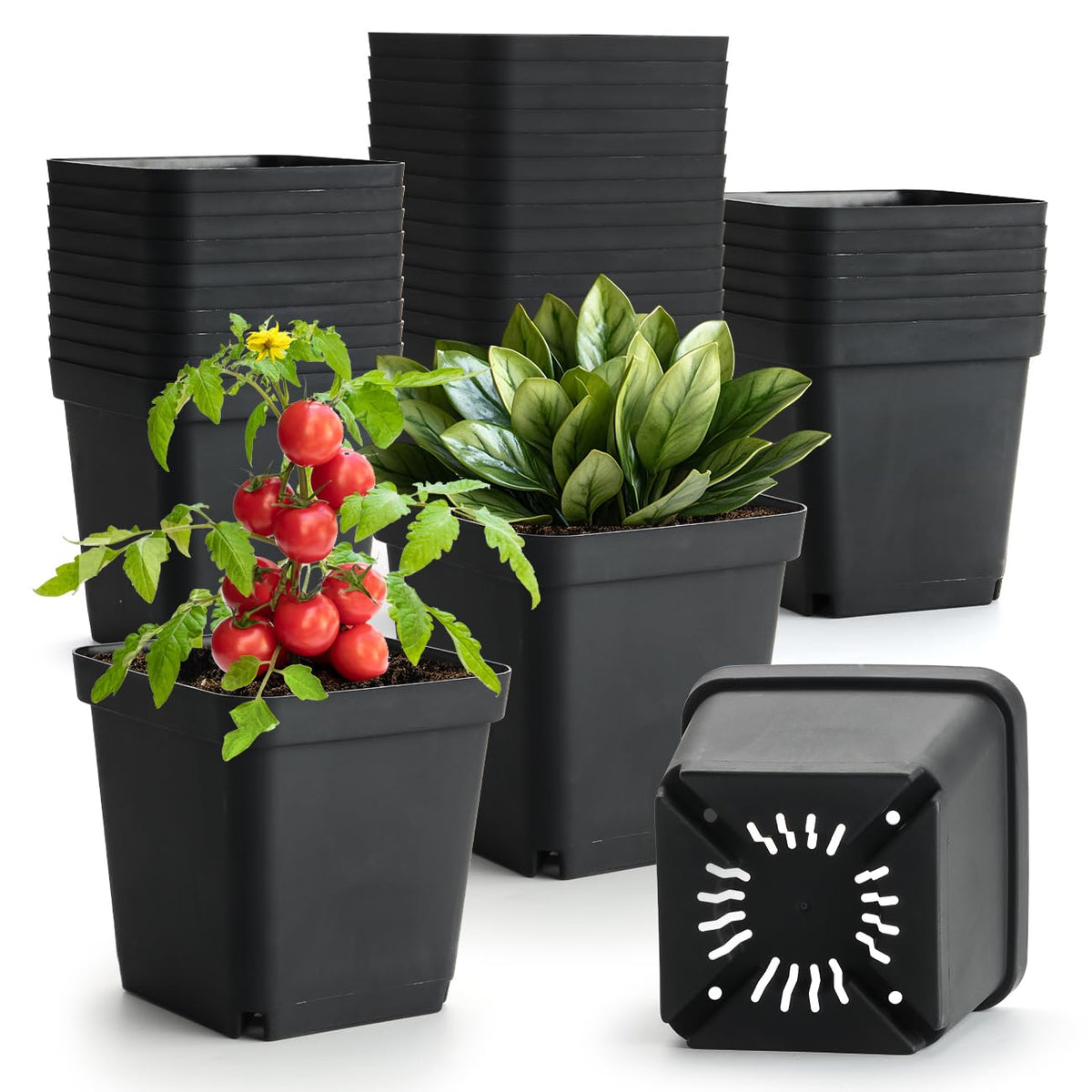 BTPLASTIK square nursery pots 5.5 inch with 50pcs for reliable seedling growth.