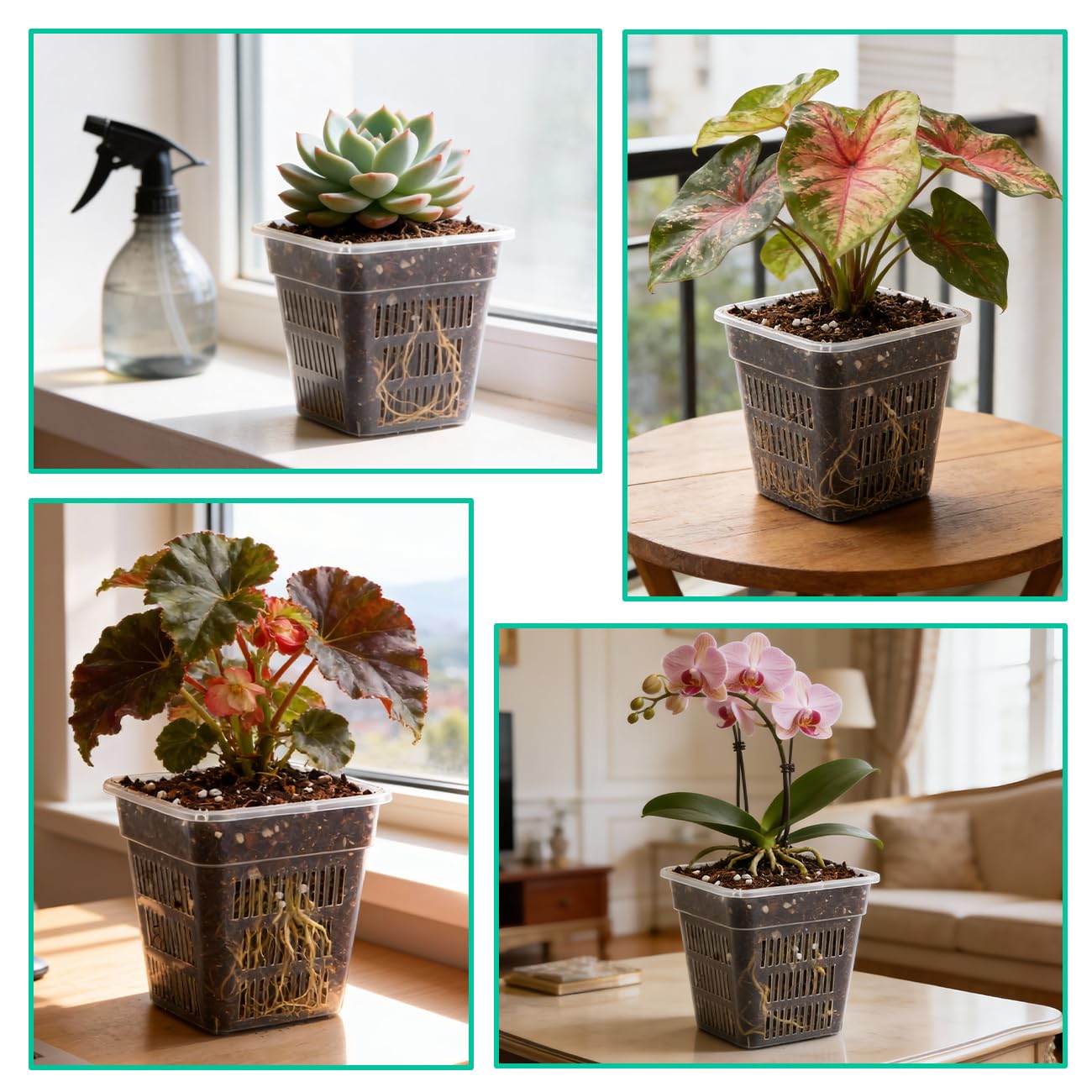 BTPLASTIK transparent design aids seed starting and root monitoring.