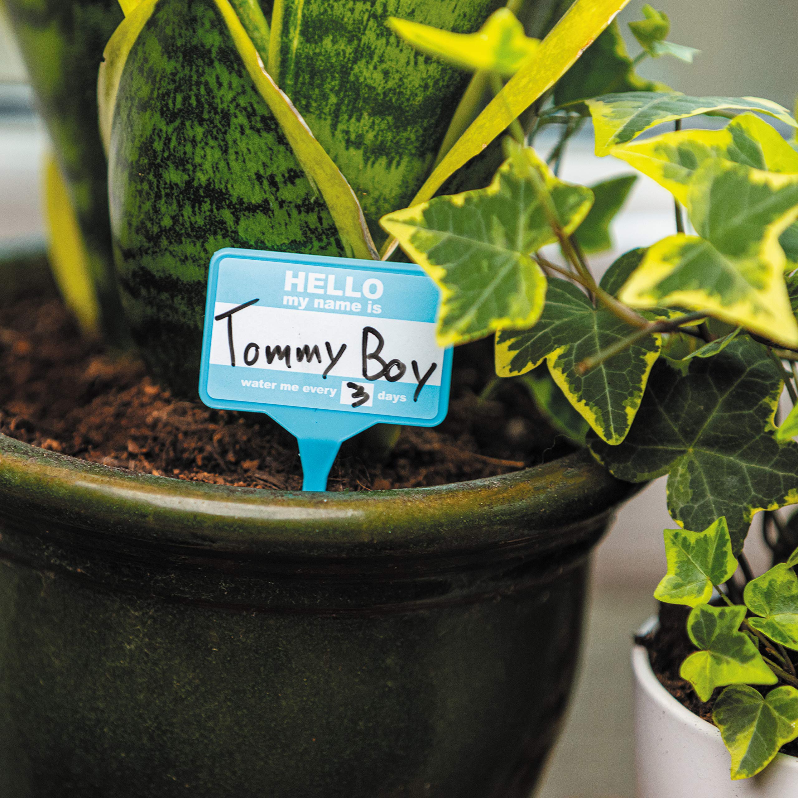 Bubblegum Stuff Plant Name Badges green set eco-friendly tags for indoor pots