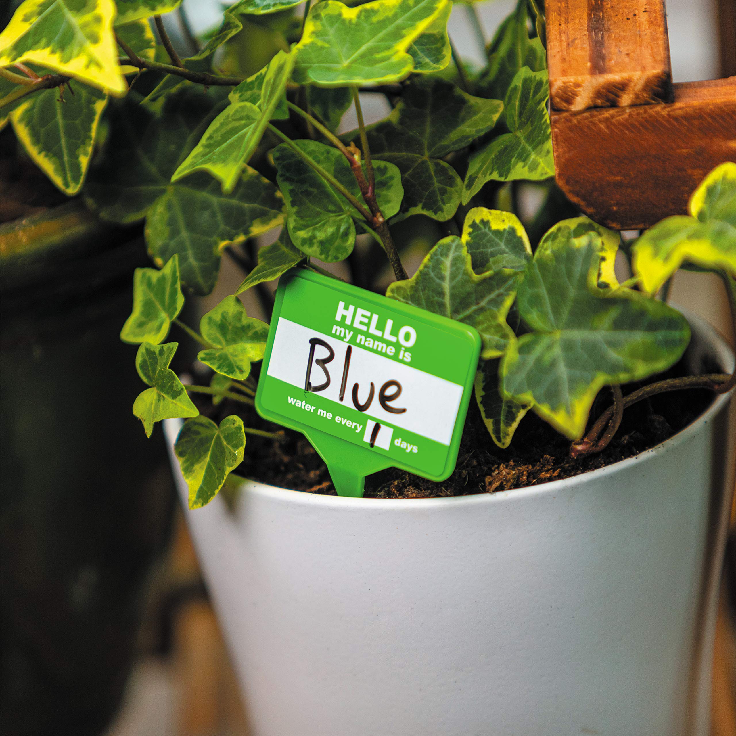 Bubblegum Stuff Plant Name Badges on pot used in home office setup