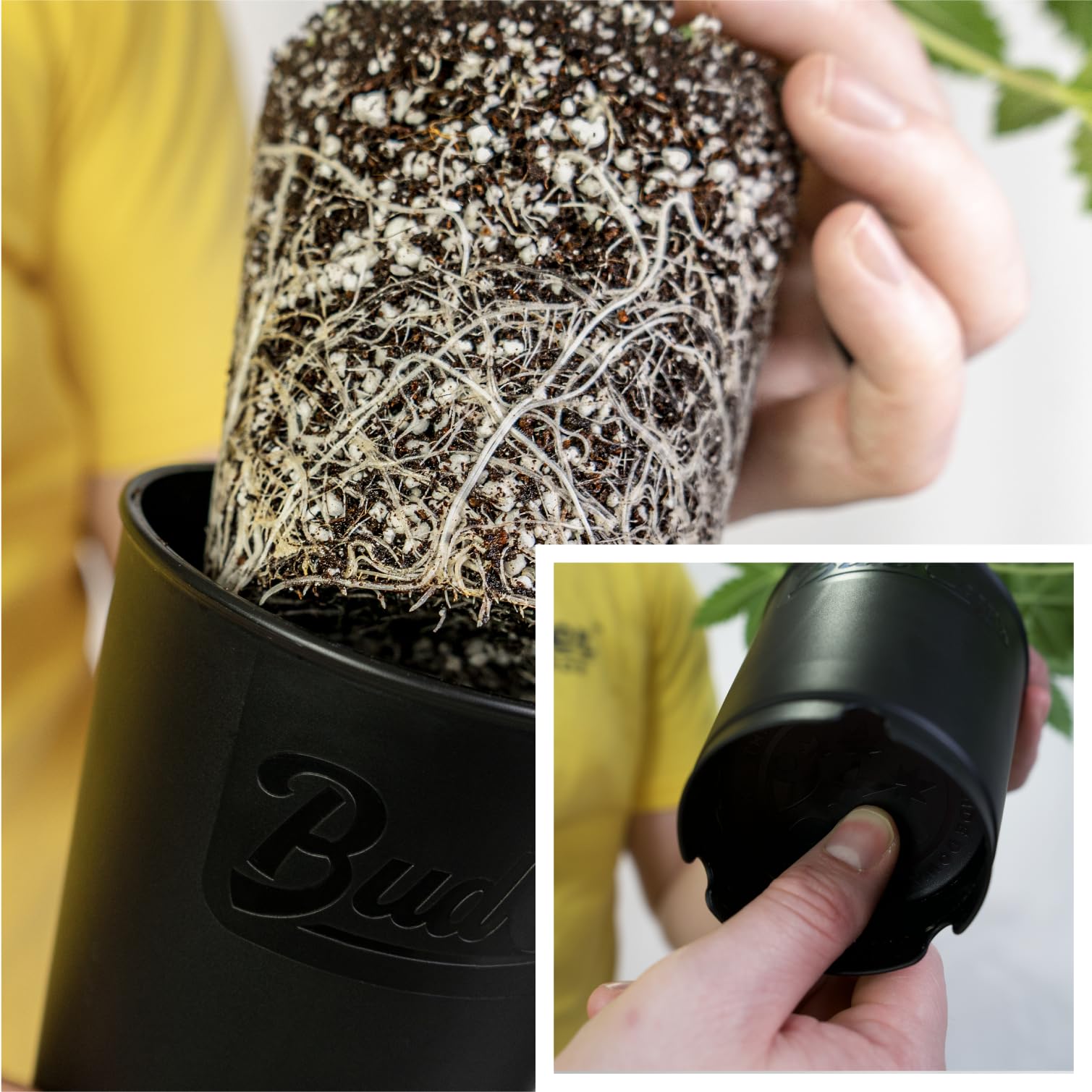 BudTrainer BudCups removable bottom plate enables easy transplant with minimal root disturbance.