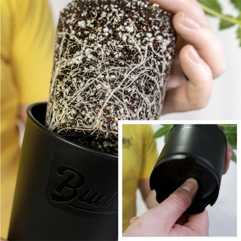 BudTrainer BudCups removable bottom plate enables easy transplant with minimal root disturbance.