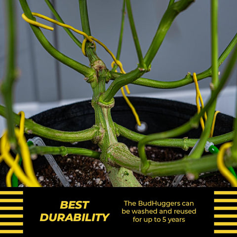 BudTrainer BudHuggers yellow rubber-coated ties are gentle on stems.