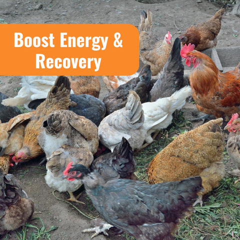 AquaBoost shown with hens indicating potential support for egg production.