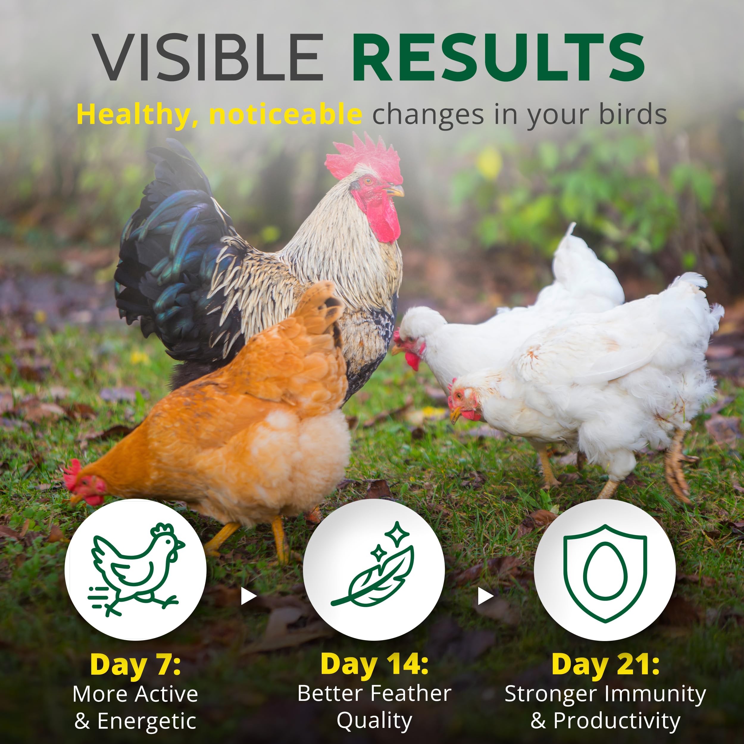 Buff Clucks coop scene with herbal freshness improving coop scent.