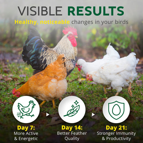 Buff Clucks coop scene with herbal freshness improving coop scent.
