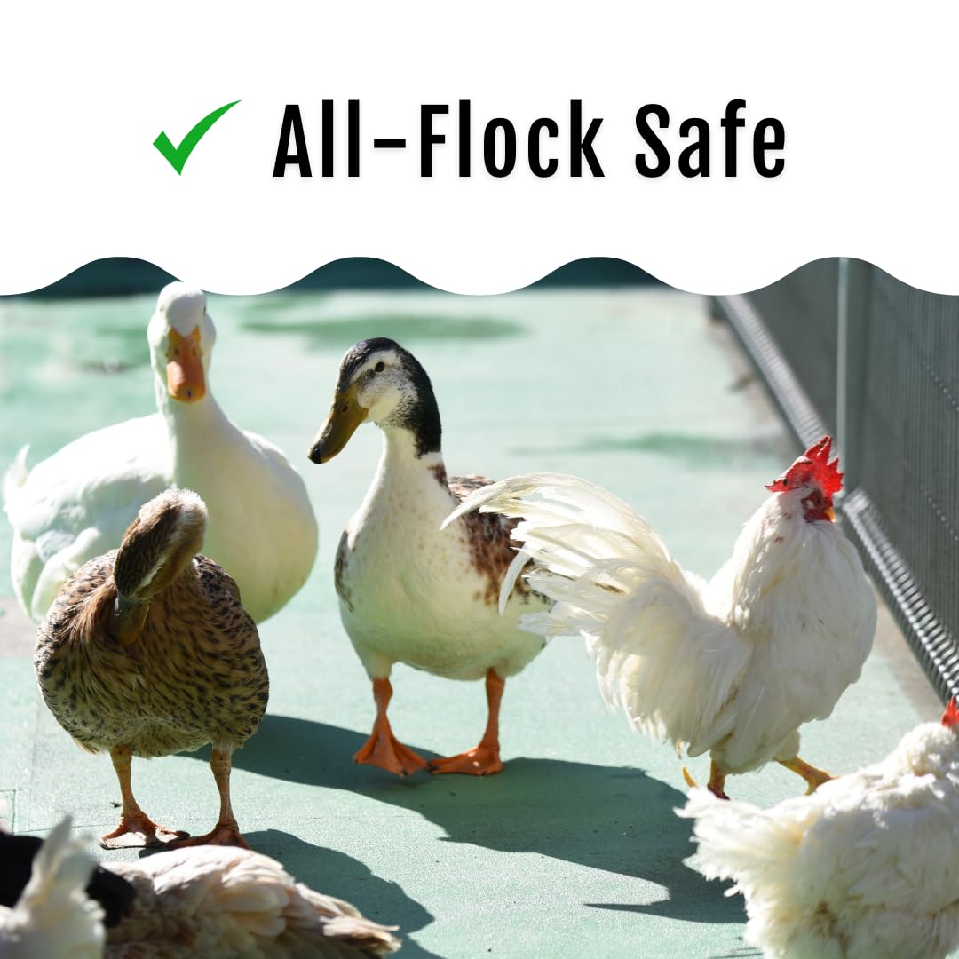 Buff Clucks dust-bath herb mix adds natural scent and enrichment for hens.