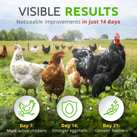 Buff Clucks eggshell-strength and plumage boost across the flock.