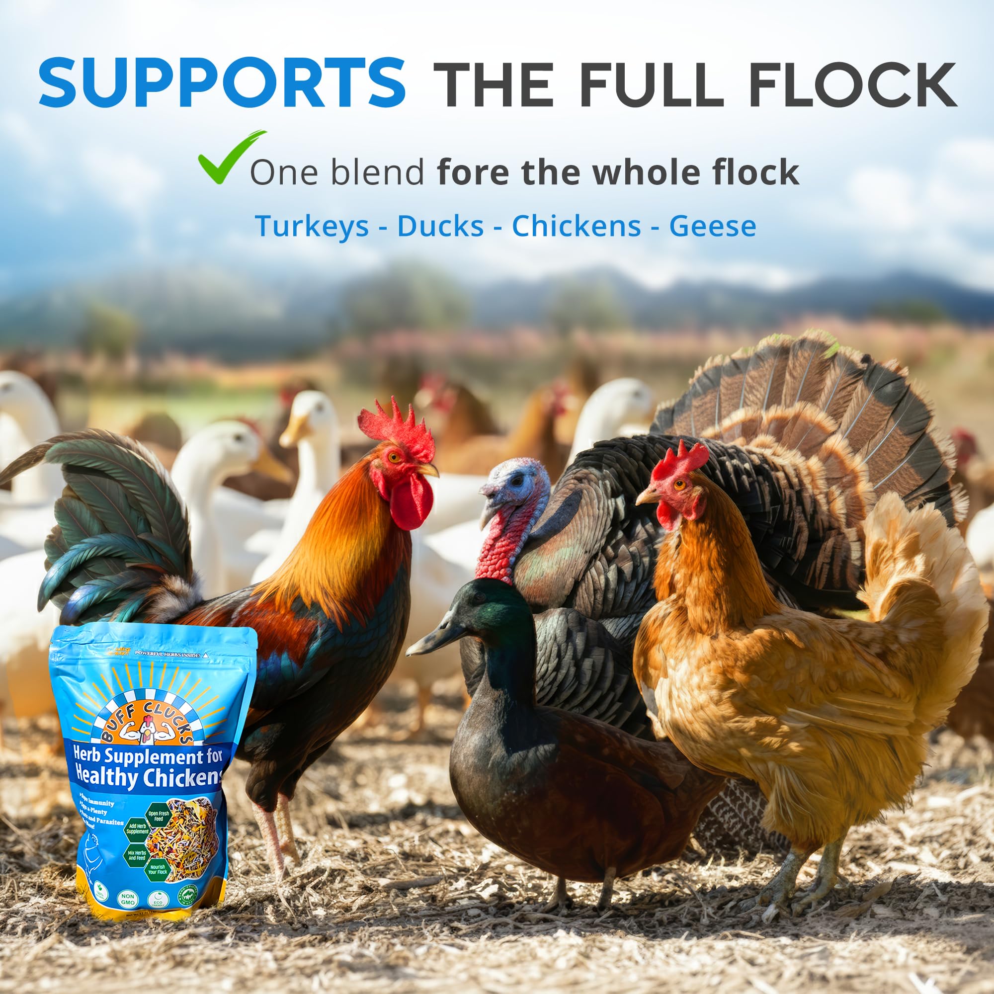 Buff Clucks year-round nutrition supports urban and rural flocks alike.