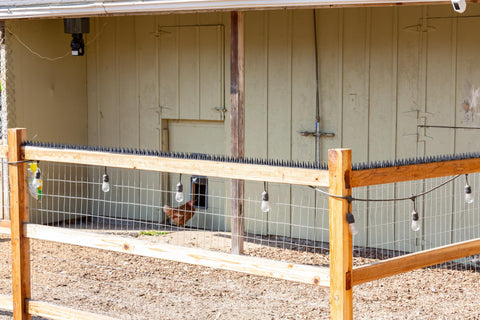 BUGGOFF deters pigeons, squirrels, raccoons, and more with outdoor spikes.